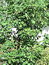 Malus sylvestris (Rinde), Wilder Apfelbaum, Holzapfel, Färbepflanze, Färberpflanze, Pflanzenfarben,  färben, Klostergarten Seligenstadt